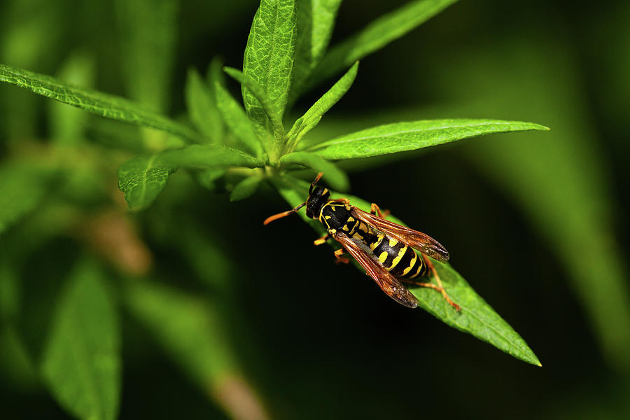 Insects Photograph - European Paper Wasp by Karol Livote