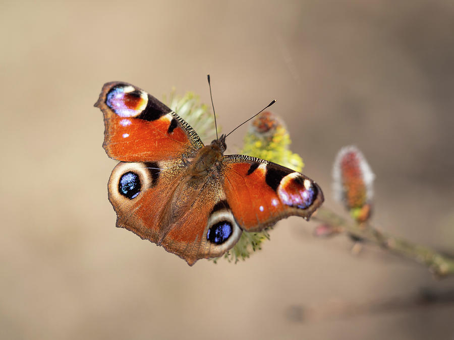 European Peacock Butterfly Photograph By Jarmila Horalkova - Fine Art 