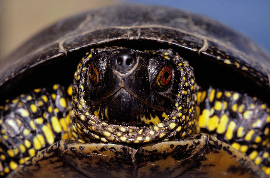 European pond turtle (Emys orbicularis), close-up Photograph by Art Wolfe