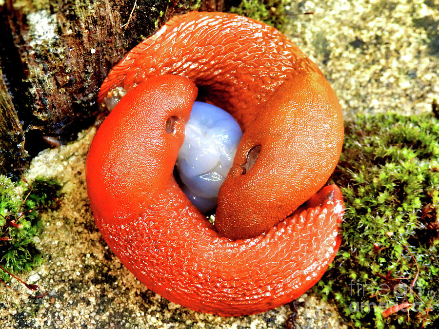 European Red Slugs Mating Photograph By Stephen Farhall Pixels