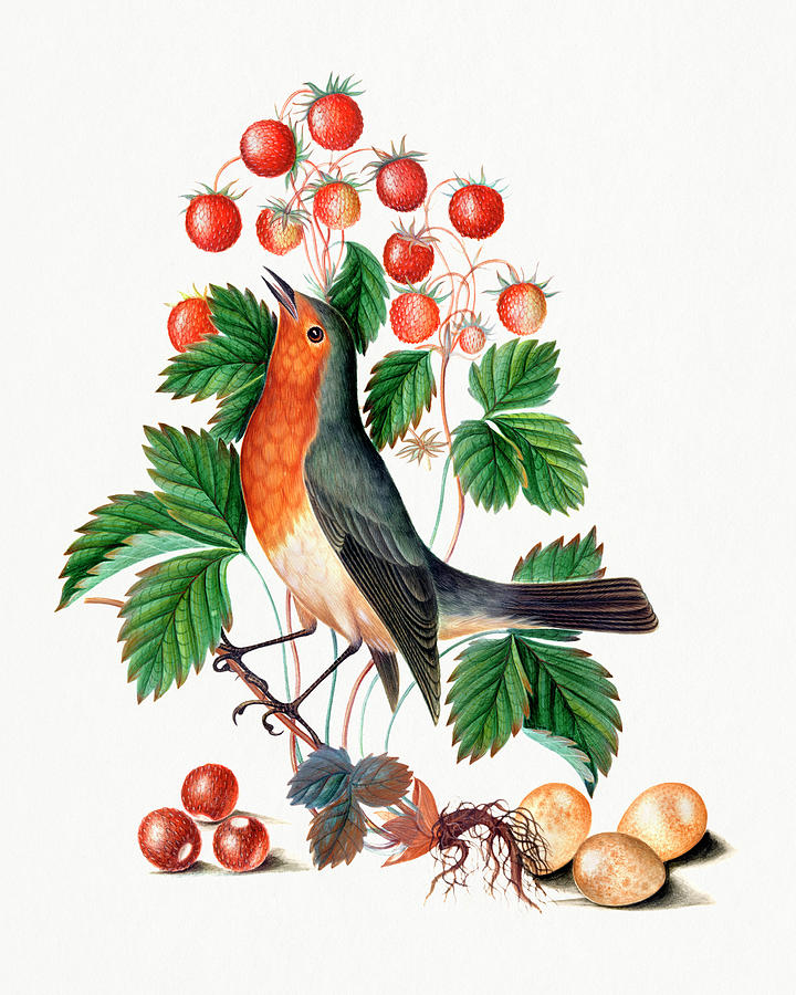 European Robin and Wild Strawberry Painting by Bob Pardue