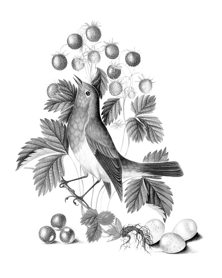 European Robin and Wild Strawberry BW Painting by Bob Pardue