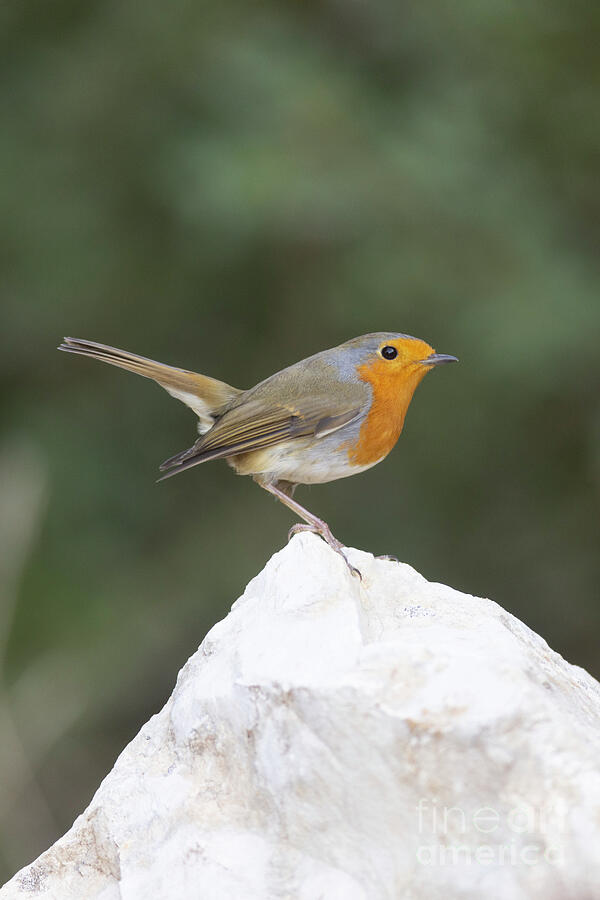 European Robin ao2 Photograph by Alon Meir European Robin ao2 Photograph by Alon Meir