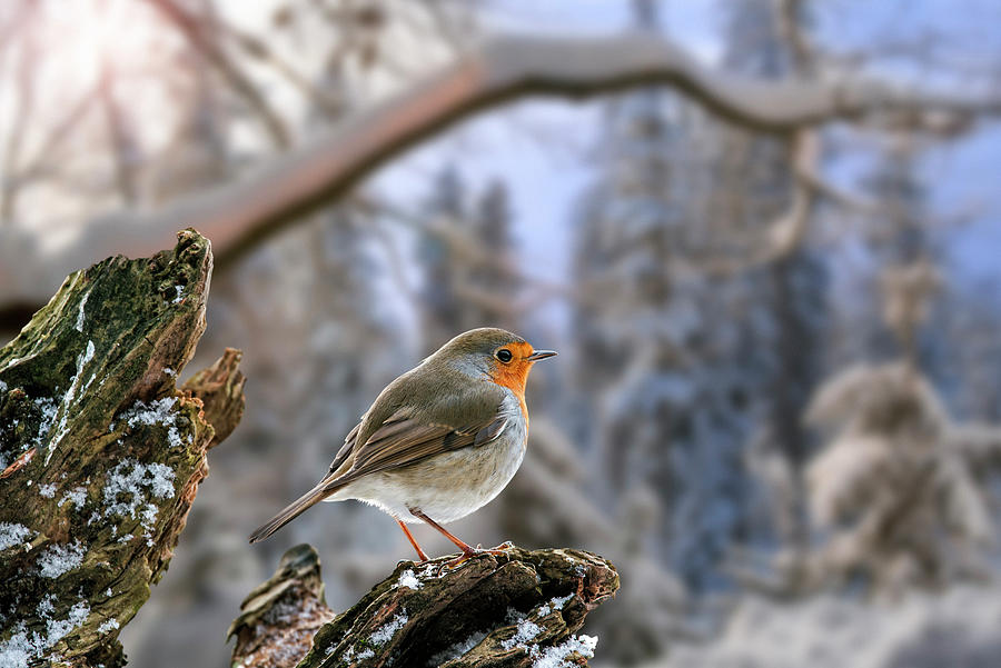 European Robin at Sunrise in Winter Photograph by Arterra Picture Library