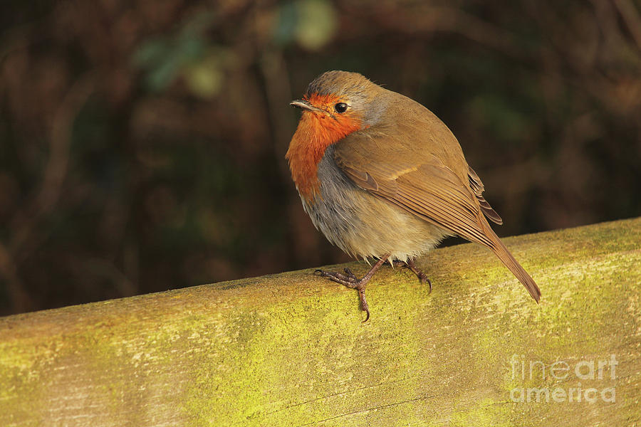 European Robin in Donegal 122 Photograph by Eddie Barron