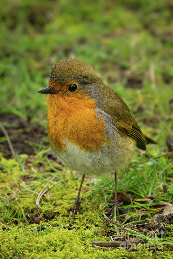 Nature Photograph - European Robin in Dublin, Ireland #1 by Nancy Gleason