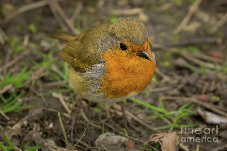 Nature Photograph - European Robin in Dublin, Ireland #2 by Nancy Gleason