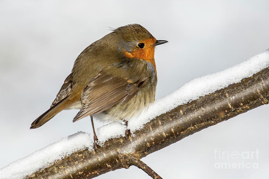 European Robin in the Snow Photograph by Arterra Picture Library