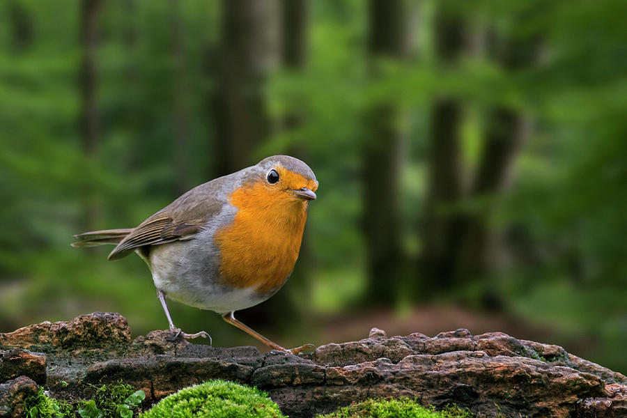 European Robin in Woodland Photograph by Arterra Picture Library
