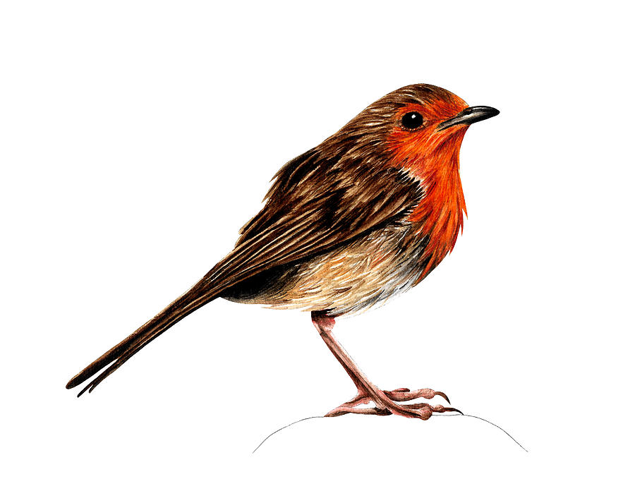 European robin ink and watercolour Painting by Loren Dowding
