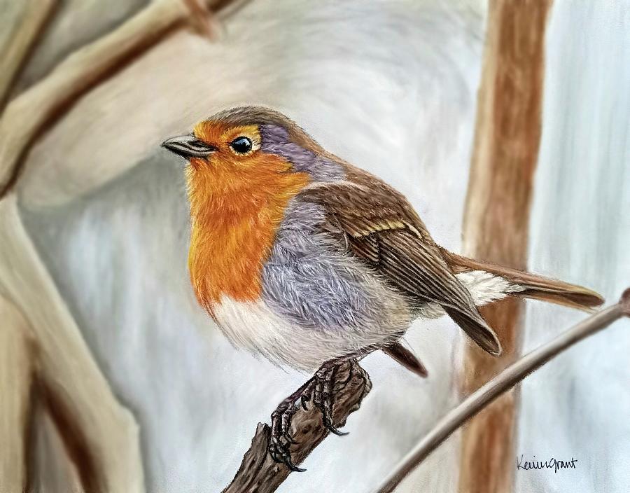 European Robin Pastel by Kerrin Grant - Fine Art America