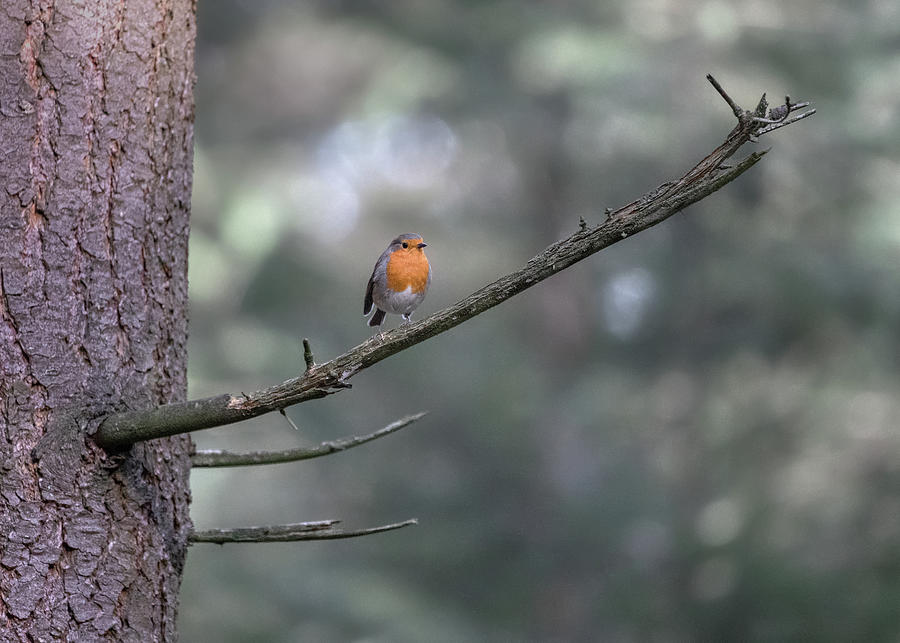 European Robin on a tree branch Photograph by Anges Van der Logt