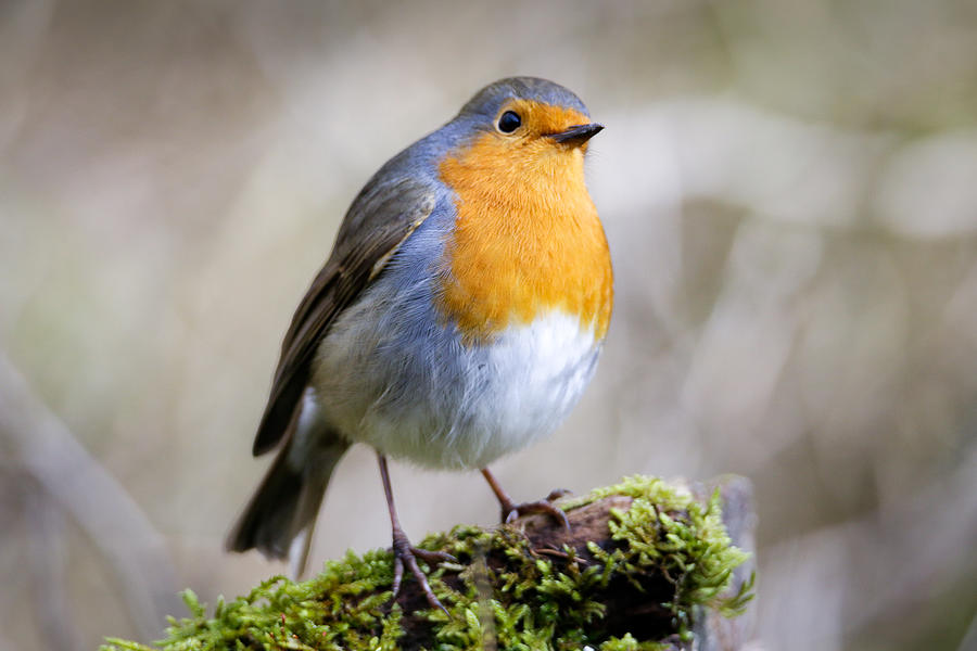 European Robin perched on moss Photograph by Santiago Urquijo