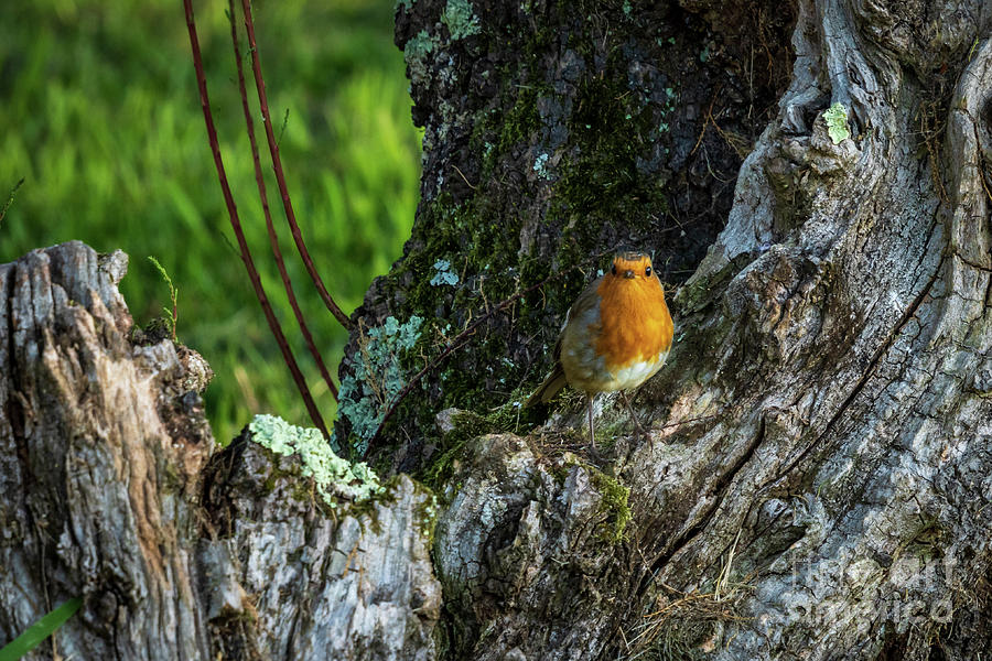 European Robin Perched on Tree Trunk O Seixo Galicia Photograph by Pablo Avanzini