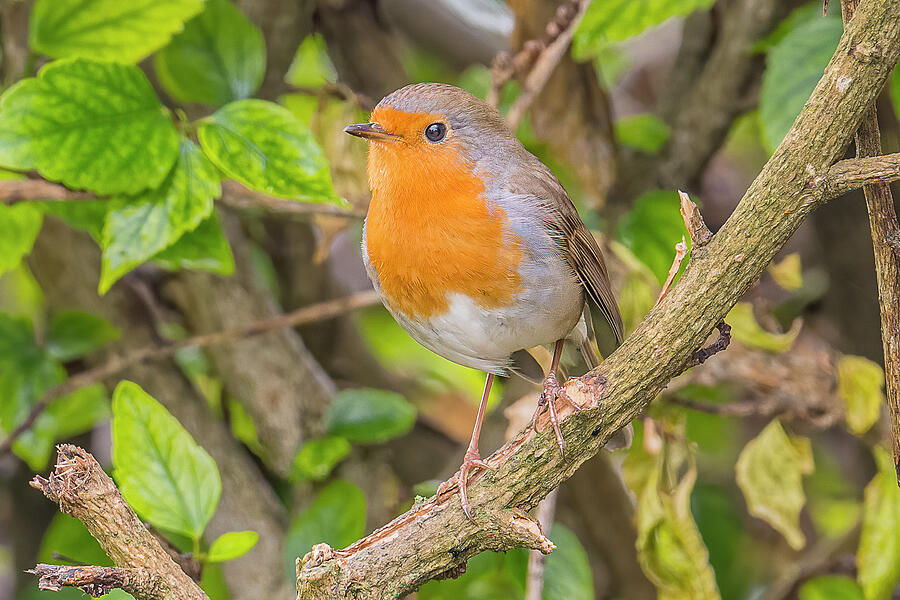 European Robin Watching Photograph by Morris Finkelstein - Fine Art America