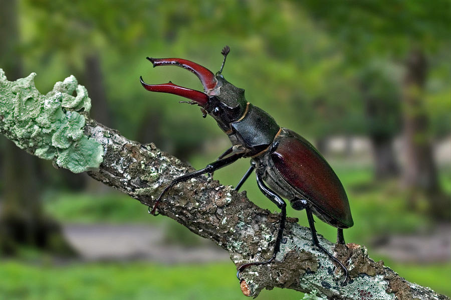 European Stag Beetle Photograph by Arterra Picture Library
