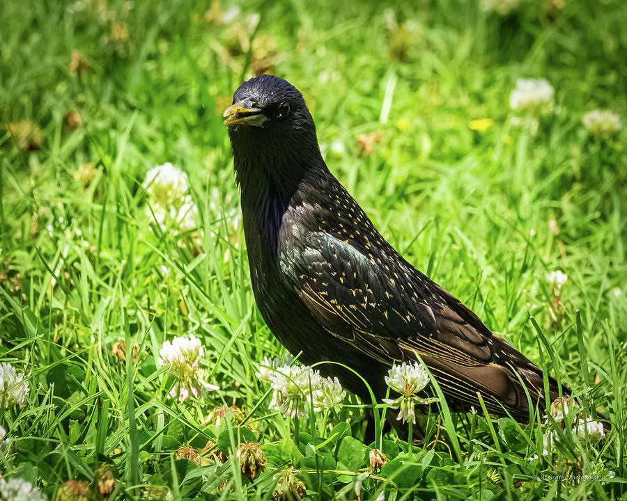 European Starling Photograph by Al Griffin