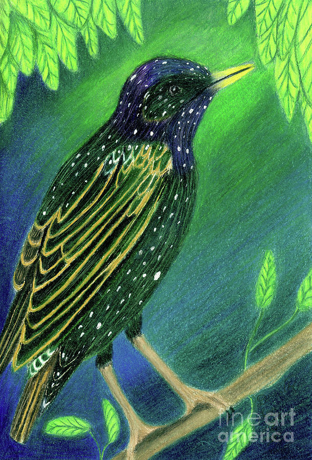 European Starling Painting by Dorothy Lee