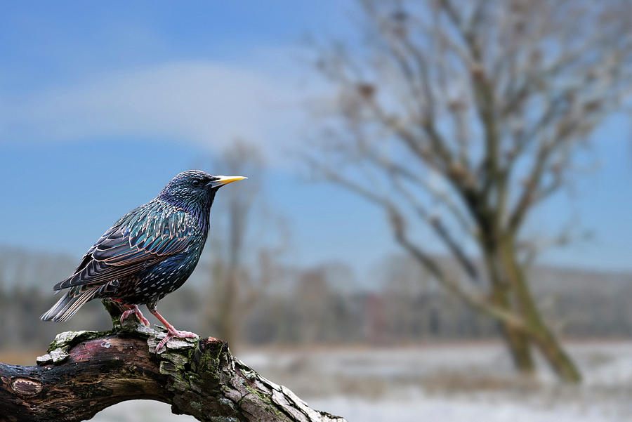 European Starling in Winter Photograph by Arterra Picture Library
