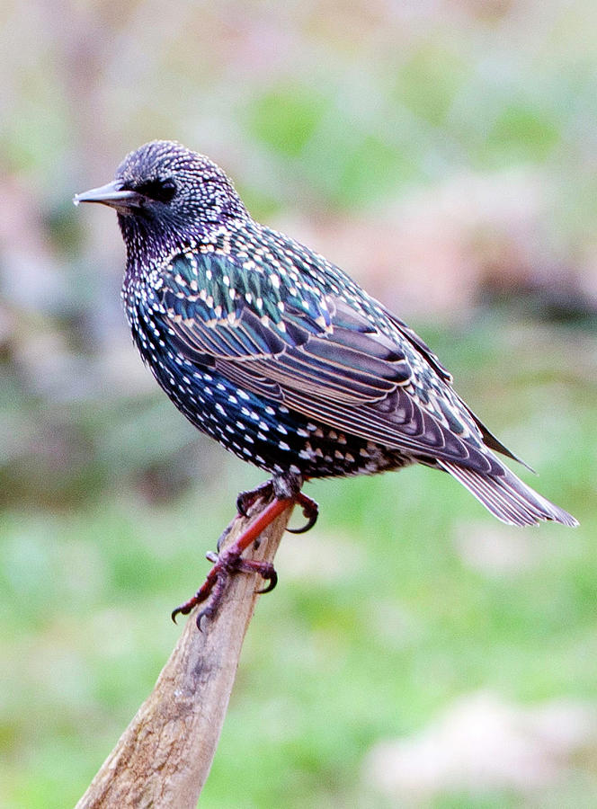 European Starling Photograph By Jim Cook - Fine Art America