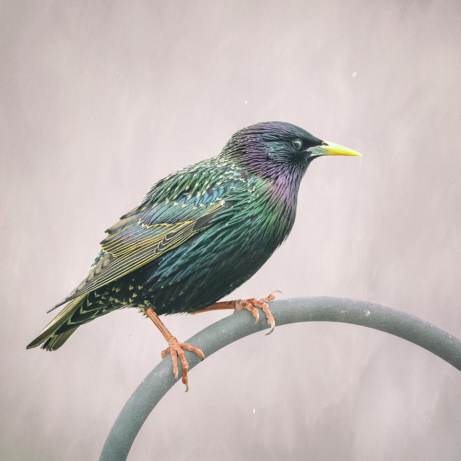 European Starling Photograph by Joan Carroll