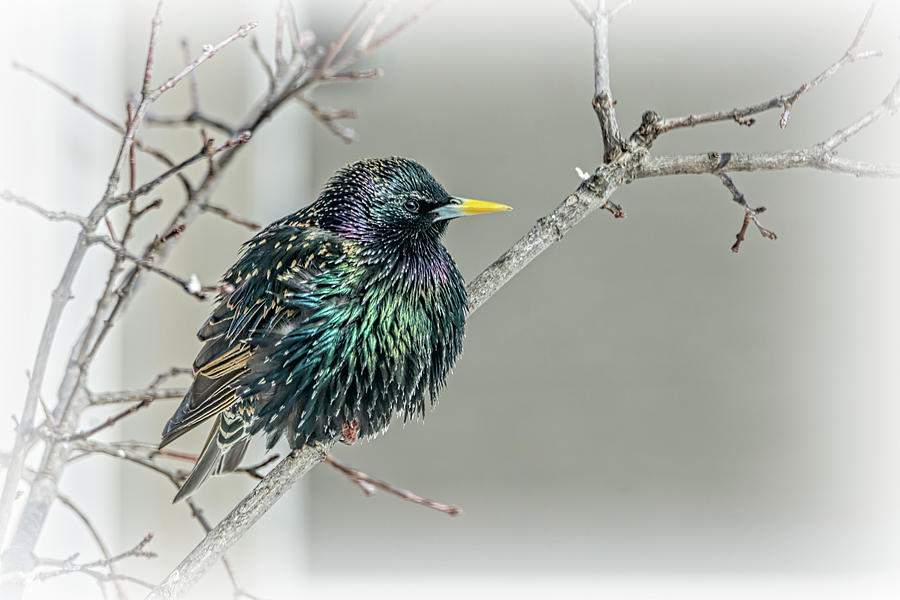 European Starling Showing Its Colors Photograph