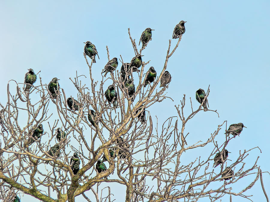 European Starling - Sturnus Vulgaris Photograph