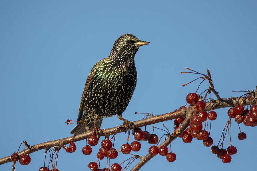 European Starling with red berries Photograph by Stan Tekiela Author / Naturalist / Wildlife Photographer