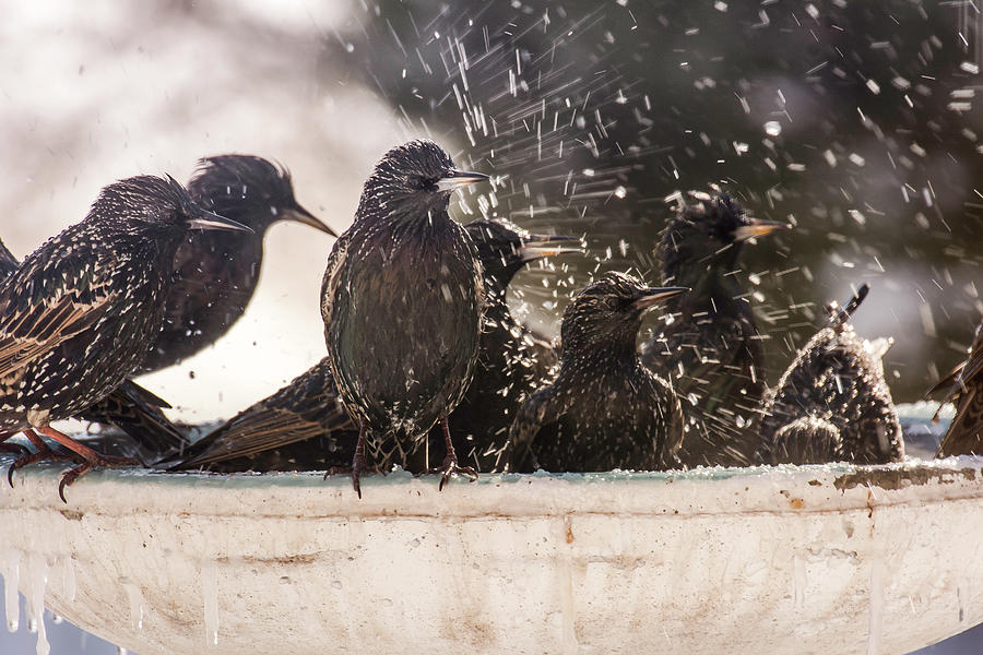 Wildlife Photograph - European Starling  Bath House by John Bartelt