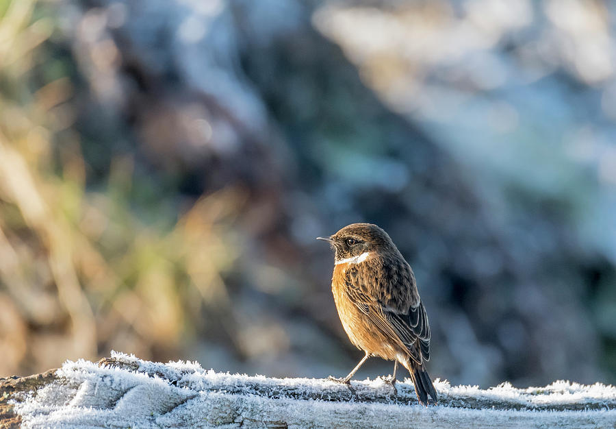 Bird Photograph - European stonechat - Male by Darren Wilkes
