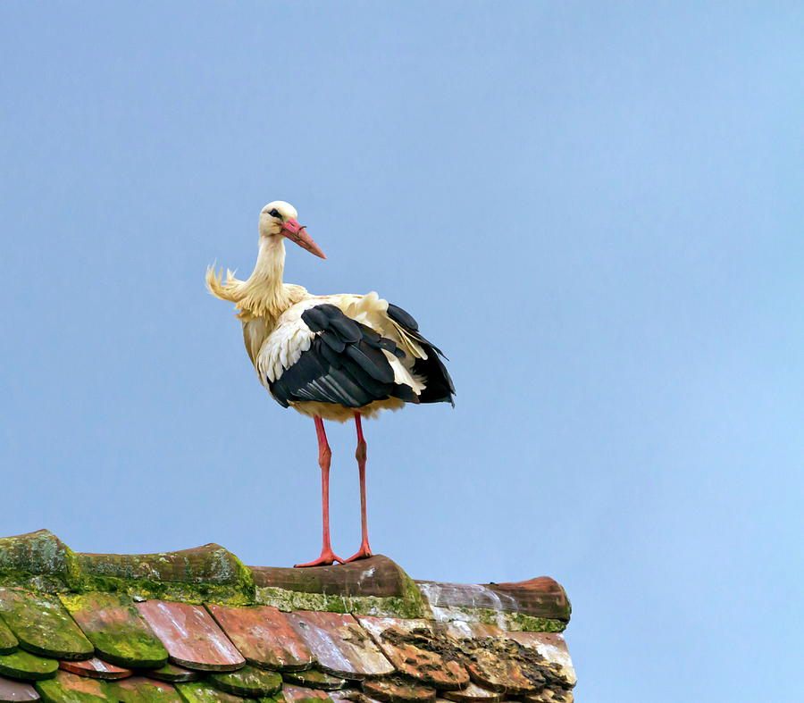 European white stork, ciconia Photograph by Elenarts - Elena Duvernay photo