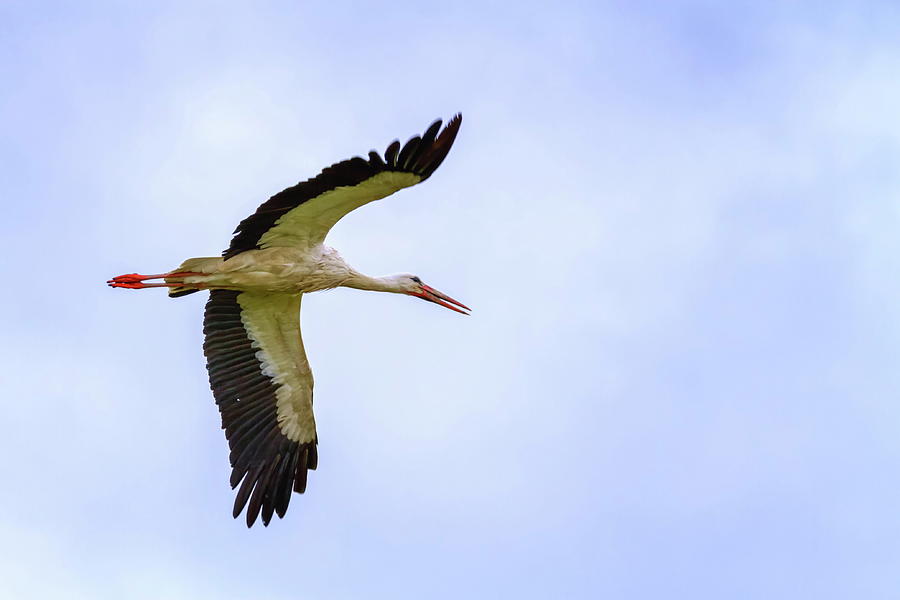 European white stork, ciconia, flying in the sky Photograph by Elenarts - Elena Duvernay photo