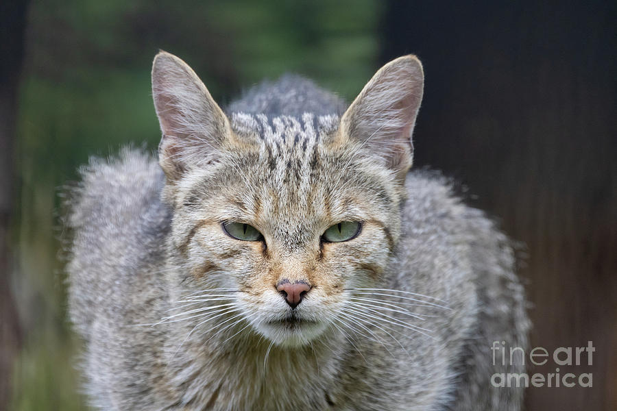 Wildlife Photograph - European Wildcat Portrait by Eva Lechner