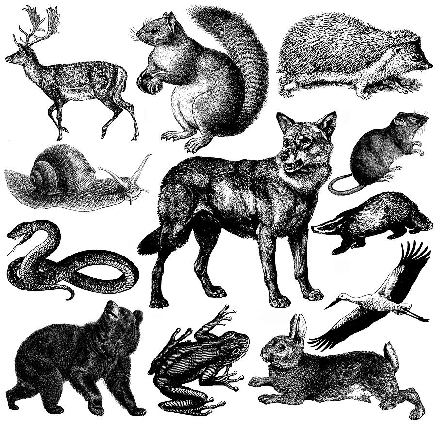 European Wildlife Fauna Illustrations | Vintage Animal Clipart Drawing by Nicoolay