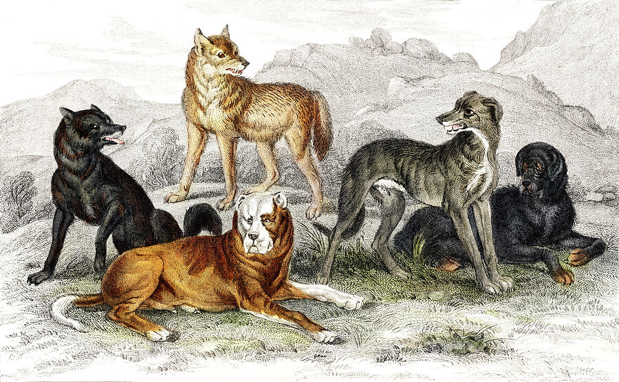 Nature Drawing - European Wolf, Black Wolf of North America, St.Bernards Mastiff, Highland Greyhound, and Great Dog  by Oliver Goldsmith