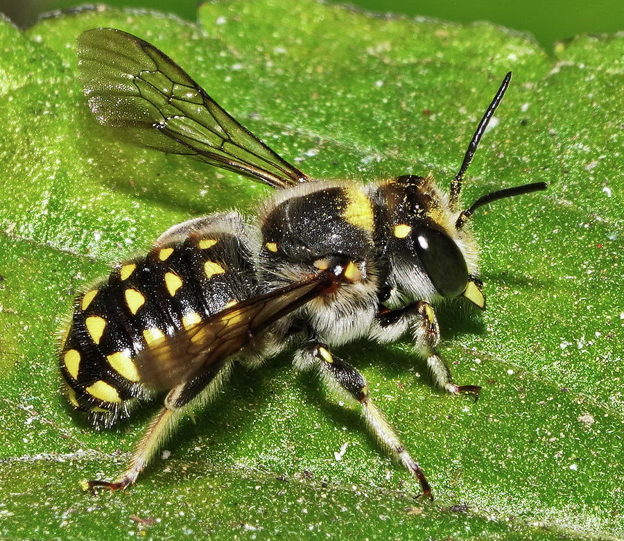 European Wool Carder Bee Photograph by Alan Adler | Fine Art America