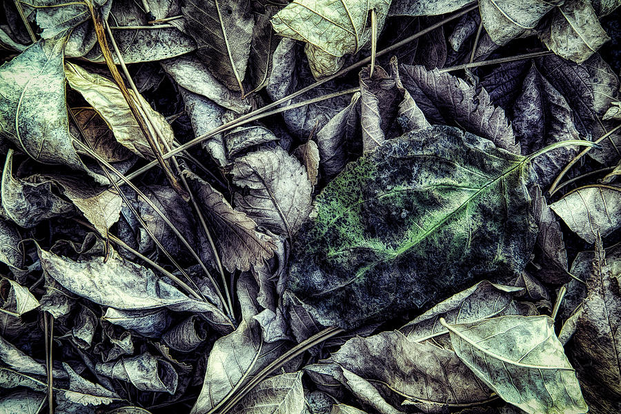 Evanescing Green Photograph by Steve Sullivan