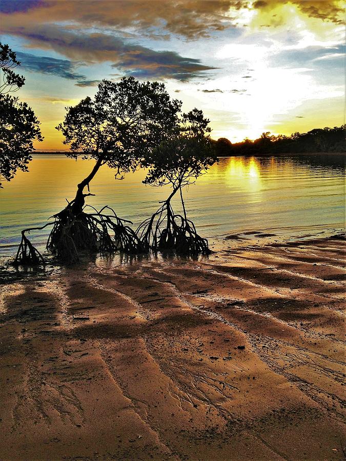 Evans Landing Sunset Mangroves Photograph by Joan Stratton