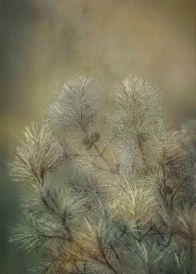 Pine Photograph - Evegreen Dream by David Beard
