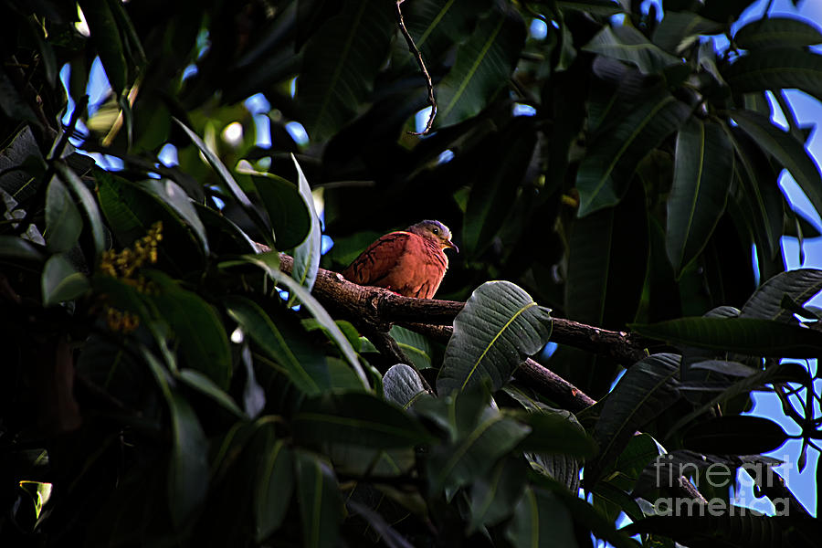 Even Common Ruddy Ground Doves Are Pretty Photograph by Al Bourassa
