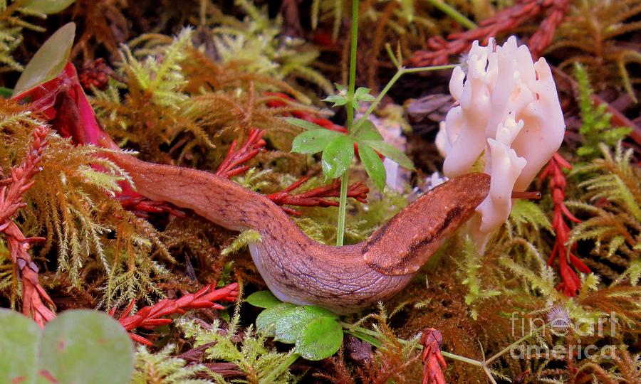 Even Slugs Like To Eat Mudhrooms Photograph by Linda Vanoudenhaegen