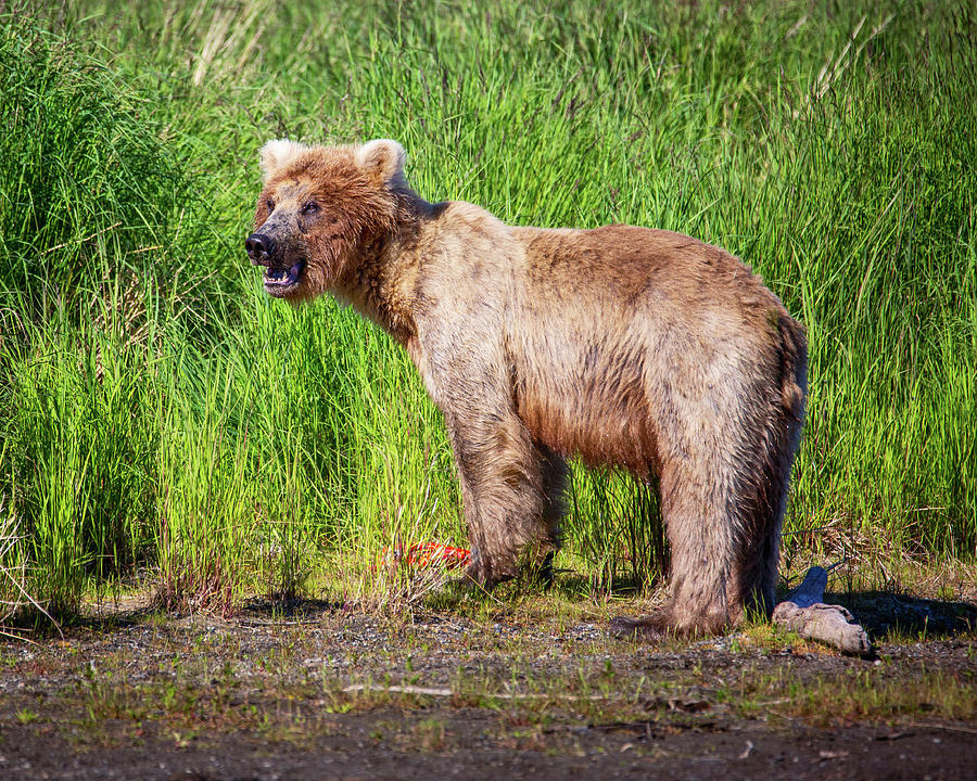 Even Small Grizzly may Defends his Meal Photograph by Alex Mironyuk