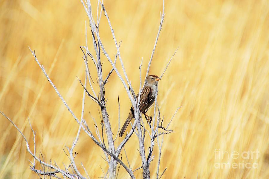 Even the Sparrow Photograph by Merle Grenz