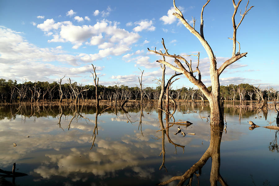 Evening at Gum Swamp 1 Photograph by Nicholas Blackwell