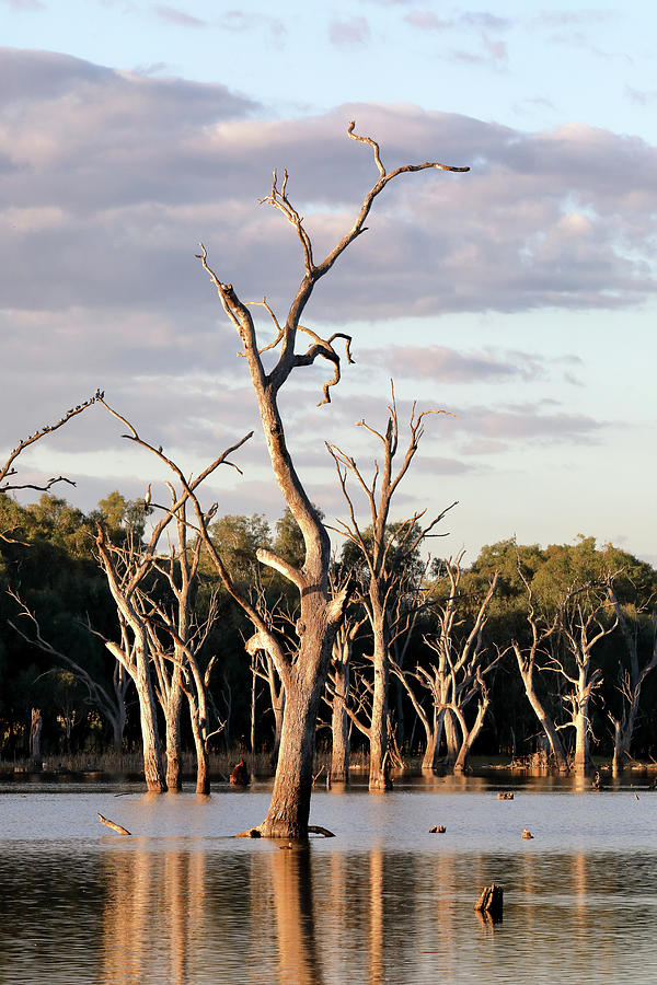 Evening at Gum Swamp 2 Photograph by Nicholas Blackwell