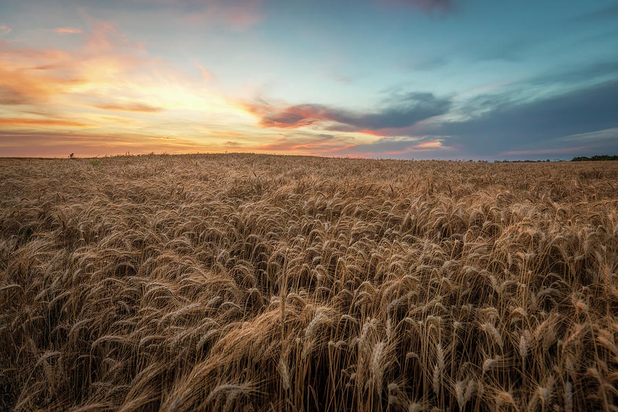 Evening At The Wheat Field Photograph by Scott Bean