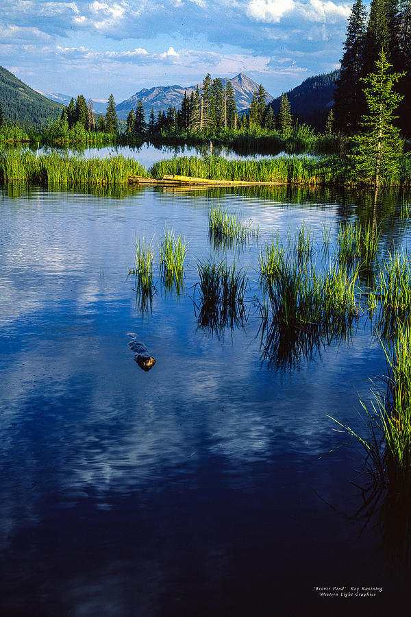 Evening Beaver Pond Photograph by Western Light Graphics