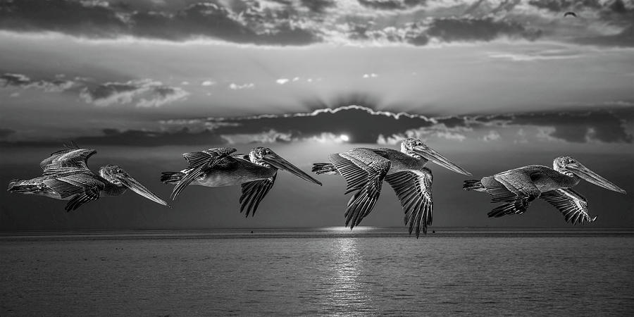 Evening Brown Pelicans Photograph by Mike Gifford