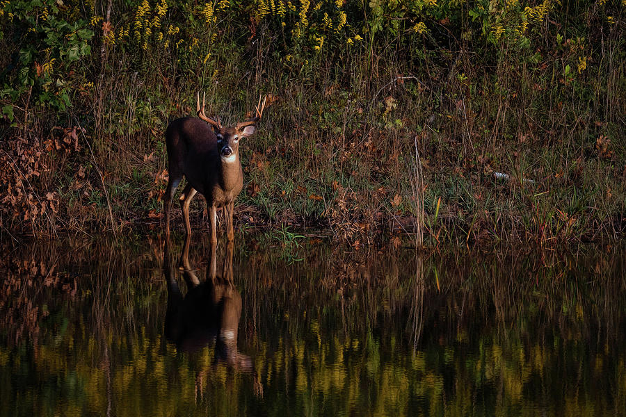 Evening Buck Photograph by Linda Shannon Morgan