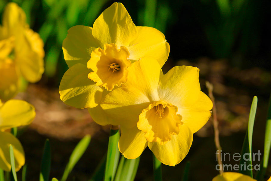 Evening Daffodils Photograph by Tim Lent